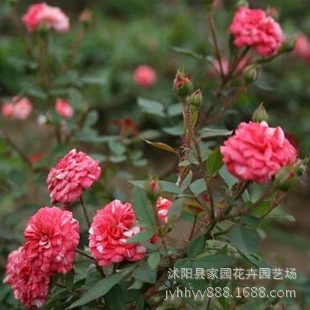 Прямые оптовые продажи горшечных цветов, миниатюрных роз, клубничных завитков, бриллиантовых роз, многоголовых розовых растений