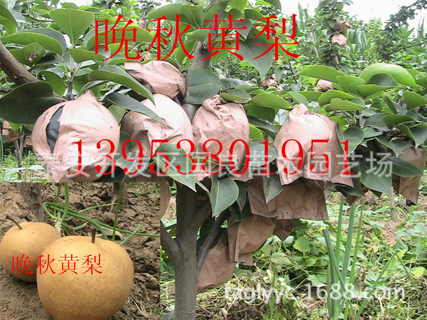 晚秋黄梨套袋b
