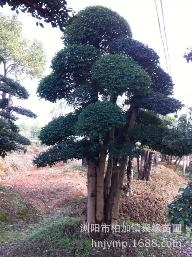 照片 1164
