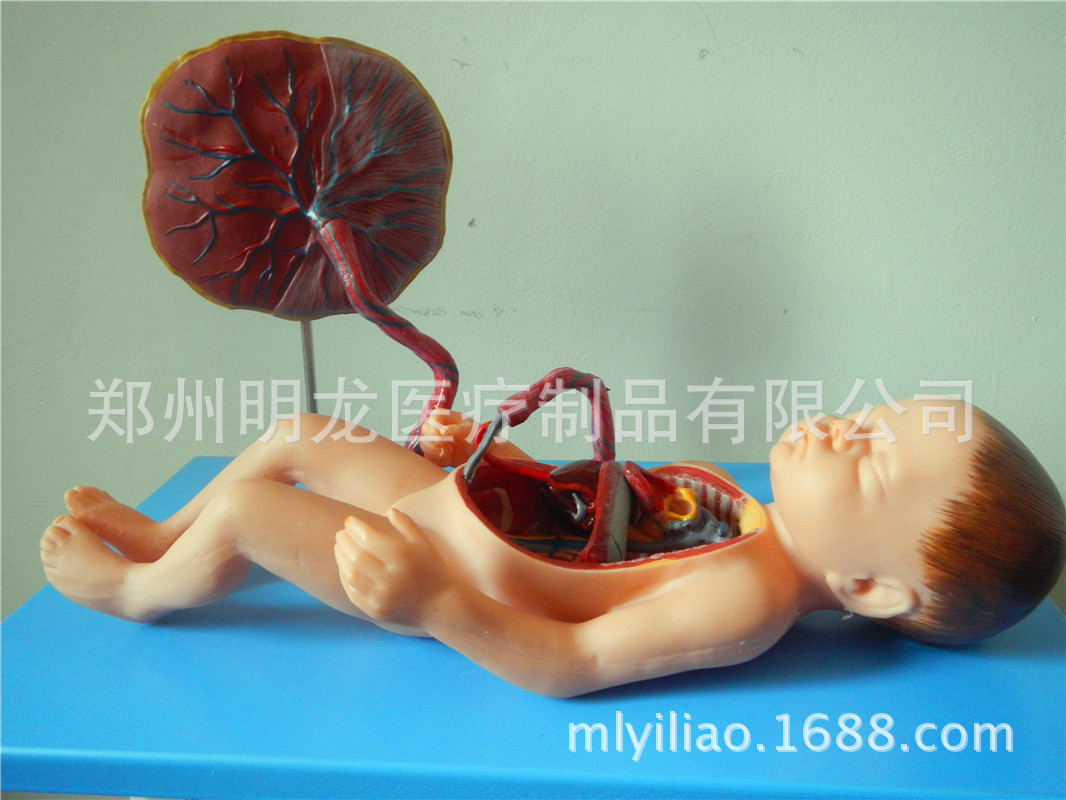 胎兒血液循環模型 (6)