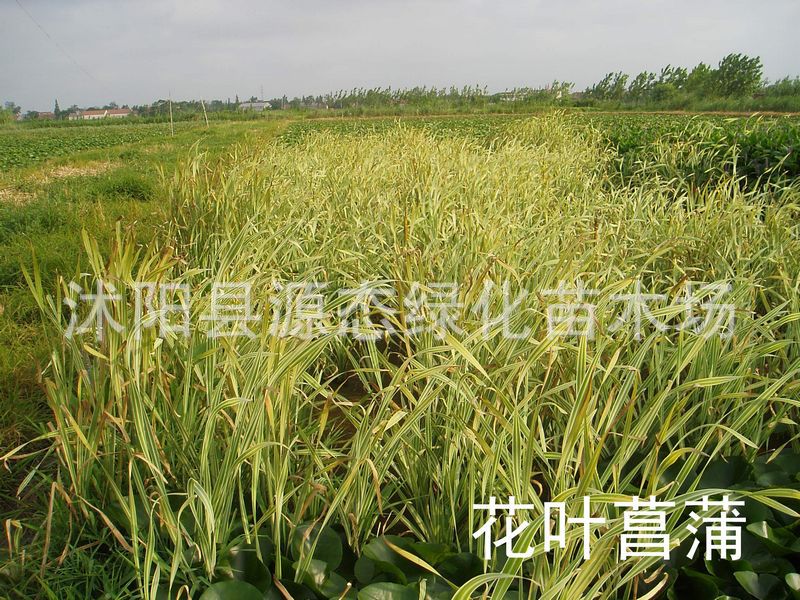 supply Aquatic plants Acorus calamus acorus gramineus Golden thread Shi Changpu Hubei Acorus calamus