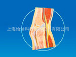 膝關節剖麵模型
