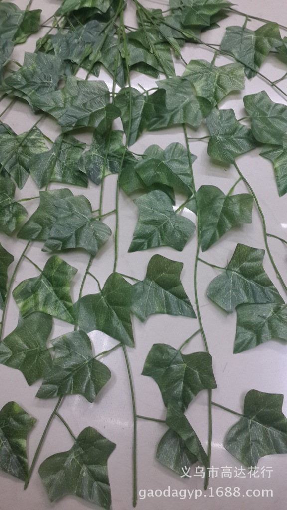 爬山虎