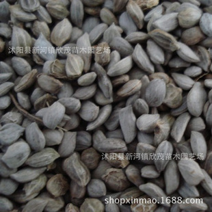 �������l������ľ�N�� �t��ľ�N�� ������ ���󃞻�