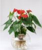 Hydroponic Flowers Anthurium pot Houseplant clean fashion Direct base Recruitment Agency