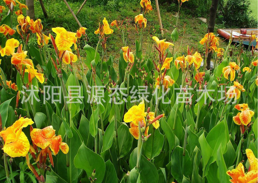 supply green Botany Aquatic Canna Aquatic flowers Canna Dwarf Canna Large concessions