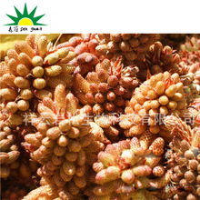 ɢ�b�ɻ��ۏS��ֱ�Nδ�Ʊ��ɻ���ԭ����ș������ˬ������ϴ���