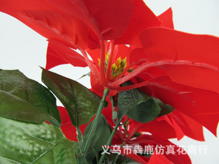 5头精品一品红08