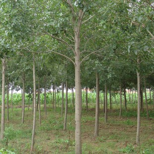 ��������ľ��������Ϟ�е���  ���NҎ�� ���󃞻�