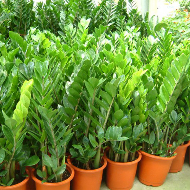 Base Supply Money Tree Bonsai Indoor Living Room Green Plants Potted Florals and Foliage Plants Large Quantity Price Optimization