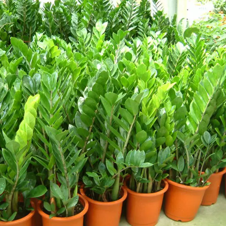 基地供应金钱树盆景室内客厅绿植盆栽花卉观叶植物量大价格优化