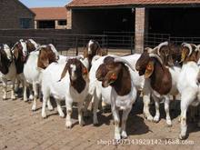 波尔山羊成年孕羊种羊省级良种养殖基地 四川波尔山羊养殖场
