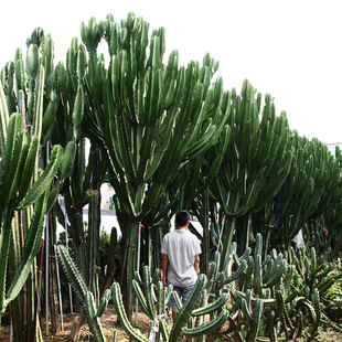 ��������ɳĮ�Ꭷֲ��S�� �������������ƴ���w ���@�쾰�OӋ