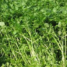 蔬菜种苗_蔬菜新品种可食用番薯叶种苗