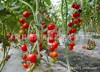 [Cherry Tomato] Red Holy Fruit Family Planting about 100 capsules