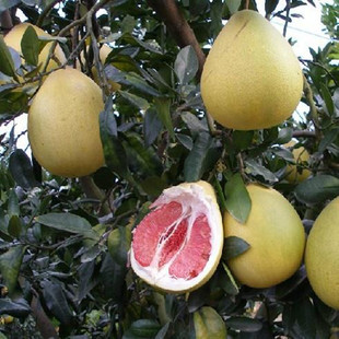 红柚子树苗图片_红柚子树苗图片大全 - 阿里巴