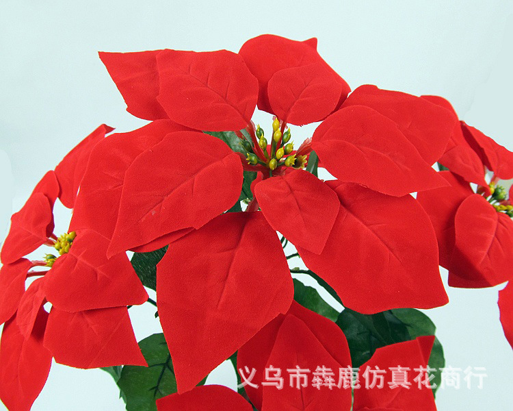 5头精品一品红11