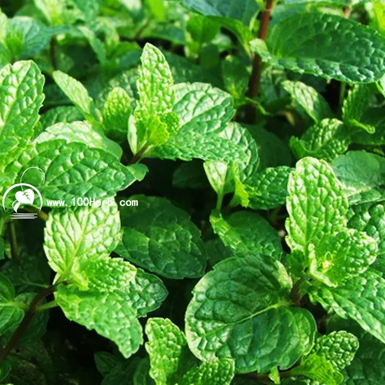 基地23年新鲜香草叶留兰香薄荷鲜叶绿薄荷鲜叶批发