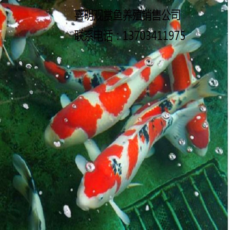 红白三色锦鲤1