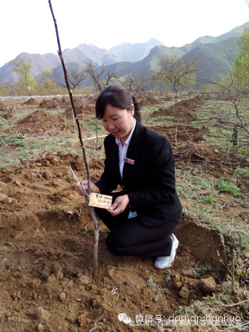 4月19日门头沟特产大山山货党支部在北京国际核桃庄园的“党员林”进行植...