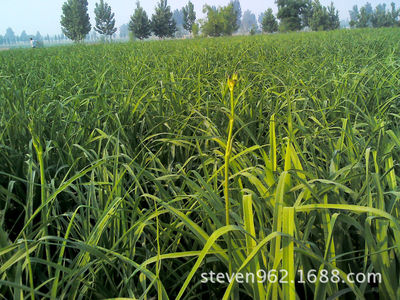 Long-term Of large number supply Shanxi Datong Daylily Seedlings Day Lily Seedlings high quality High yield Disease Pest