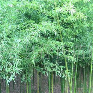 Подлинный запас утреннего сада бамбука Оптовая объем большой ценовой скидка