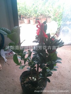 �����҃����Ի��� ������ 6��������  �Ɏ����l؛