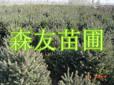 23920913154216156349_副本