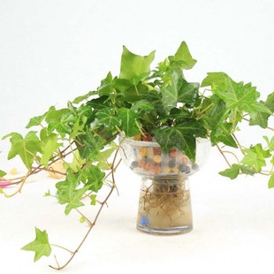 ���l�҃�ֲ������՚�ڼt���m���Ե��Խ�߅������С��