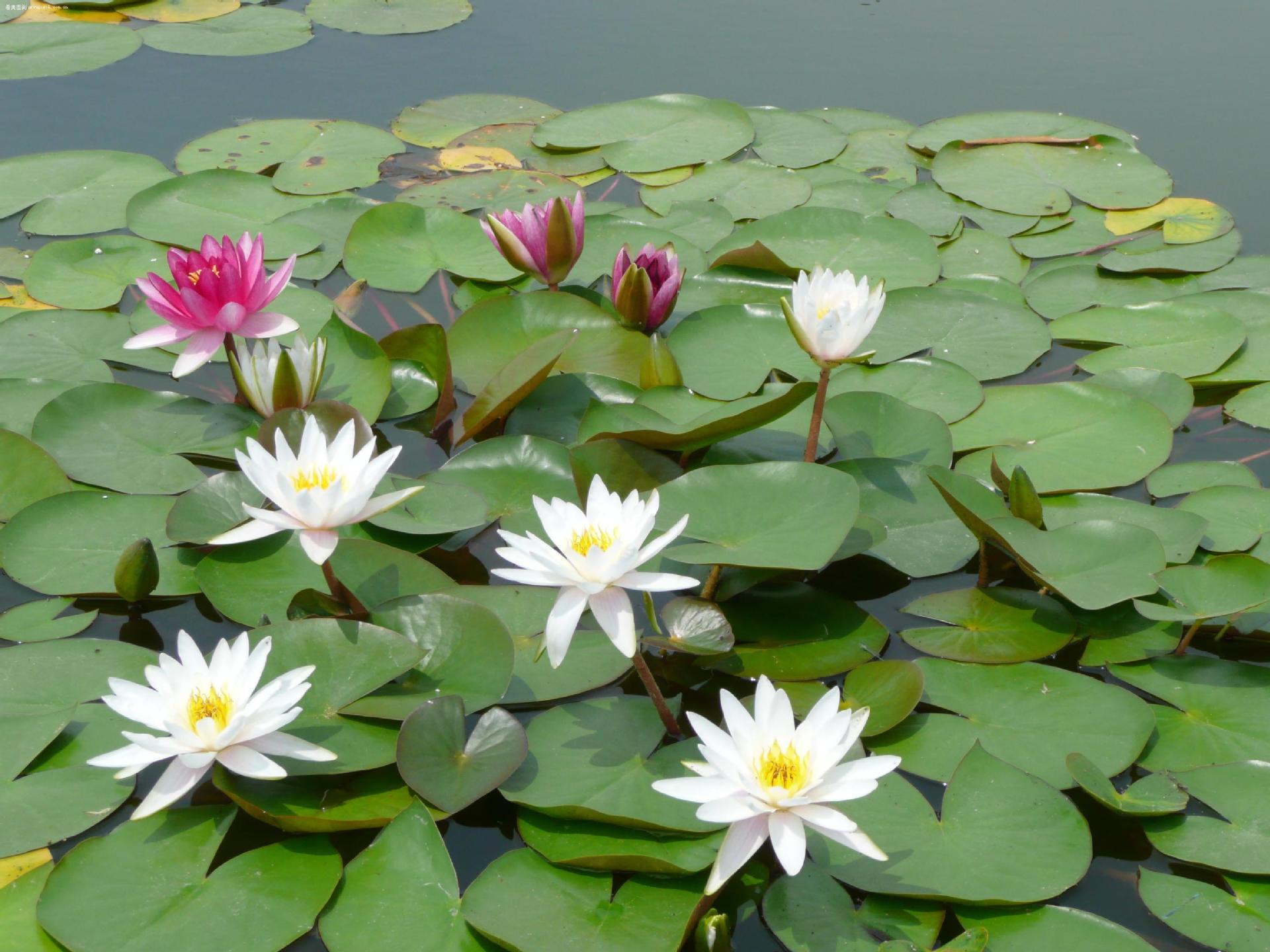 《睡莲雅韵》_生态_颇可,睡莲,水池,荷花池,公园