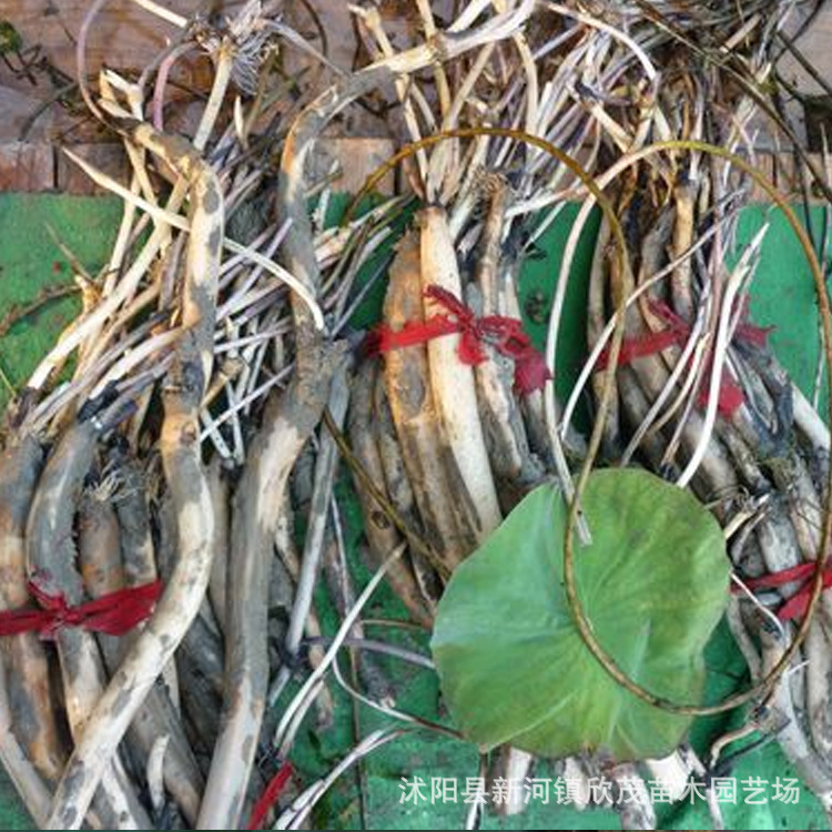 大型荷花种藕苗食用莲藕种根池田高产大型蔬菜莲藕根莲花藕种藕苗-阿里巴巴