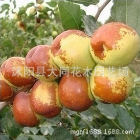 梨栆树苗 嫁接栆苗 果树 红枣苗 优质新品种栆苗 新品种 耐寒|ru