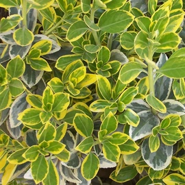 乔木;盆栽;灌木