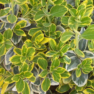 ���l��߅�S����G��С���S��С���߅�S���򹤳���F؛����