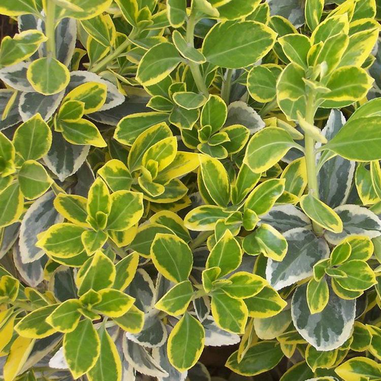 Wholesale Phnom Penh Boxwood Seedlings Greening Seedlings Boxwood Seedlings Phnom Penh Boxwood Ball Engineering Seedlings in Stock