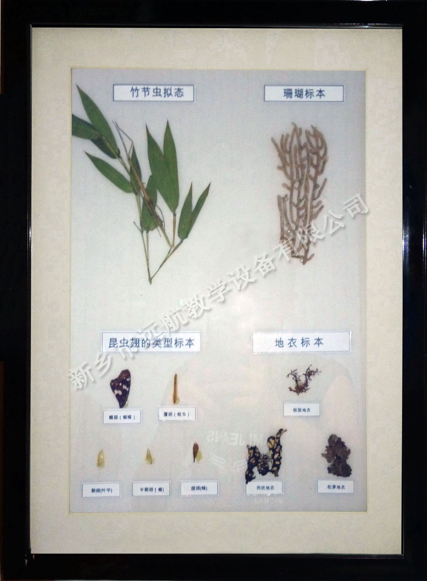 竹節蟲、昆蟲翅、珊瑚、地衣_副本