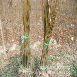 ����ֱ�N �������С�� �е��� �G��������ľ Ҏ��ֱ��1-25����