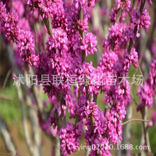 ���GС�� ���G�� ���G�� �������G �L������ �G�����̹�˾ 1�׸�