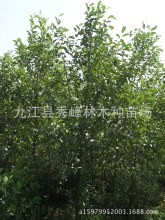 【桤木树】_桤木树品牌/图片/价格_桤木树批发_阿里巴巴