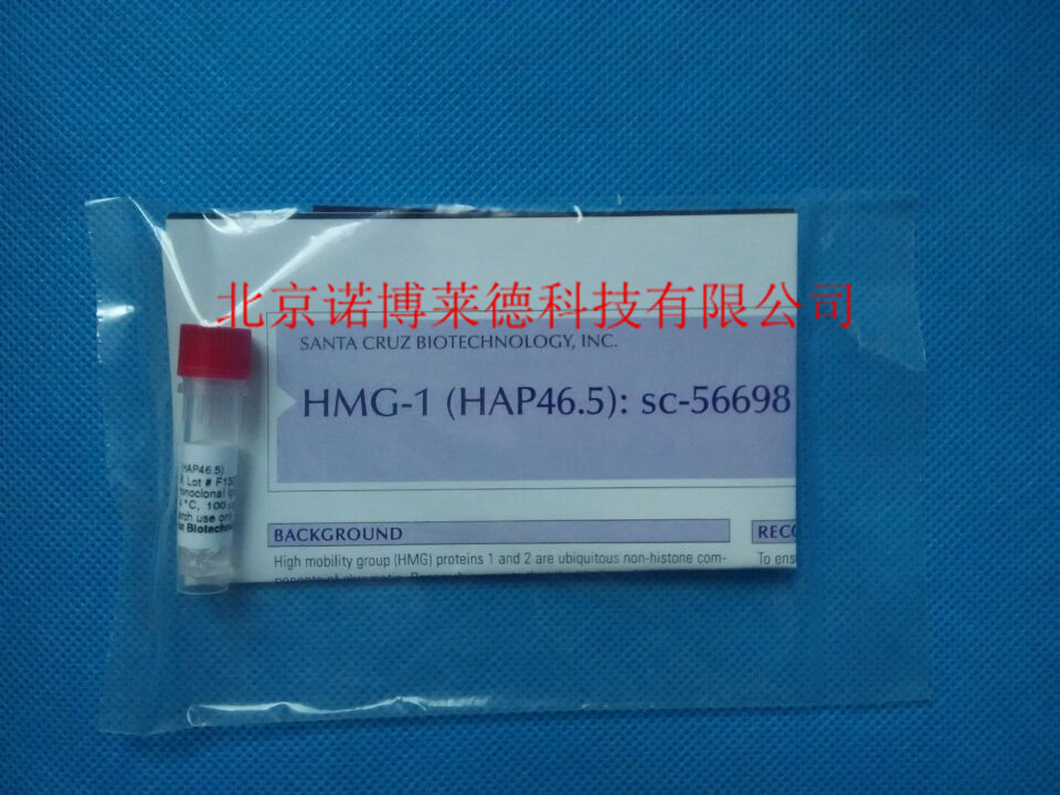 HMG-1 Antibody (HAP46.5) Santa SC-56698
