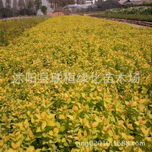 Gľɽ ^~^ɫľ ɽ Gľ