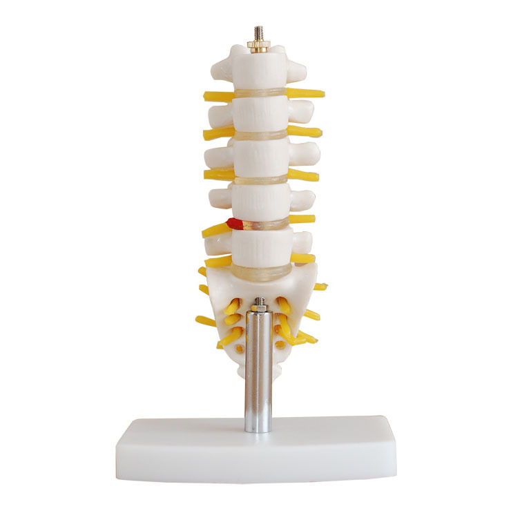  (小型)腰椎带尾椎骨模型