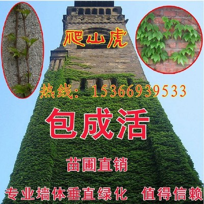 爬山虎苗攀援植物 美国地锦五叶地锦苗 爬藤 耐寒耐旱爬墙能力强|ru