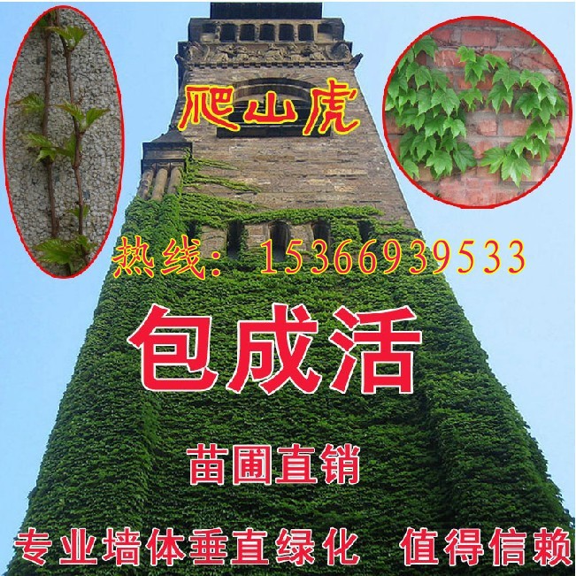 爬山虎苗攀援植物 美国地锦五叶地锦苗 爬藤 耐寒耐旱爬墙能力强|ru