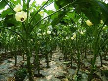 黃秋葵 補腎菜種子 羊角豆蔬菜種子 黃秋葵 進口種子 紅秋葵