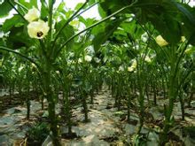 黃秋葵 補腎菜種子 羊角豆蔬菜種子 黃秋葵 進口種子 紅秋葵