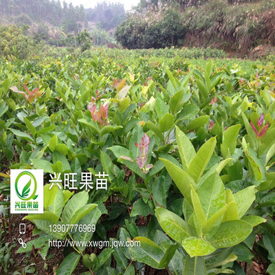 台湾黑金刚莲雾苗 黑珍珠莲雾果苗 灵山县莲雾苗场 兴旺果苗场