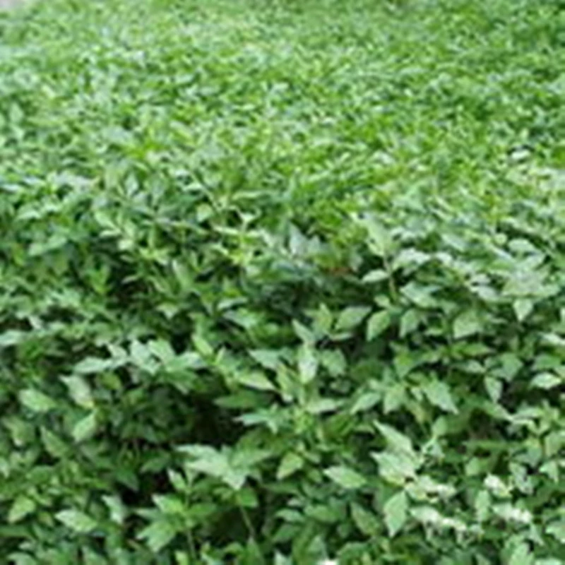 [Базовый поставщик] Все виды рассады кресс-салата водных растений продаются круглый год по низким ценам и в больших количествах со многими скидками.