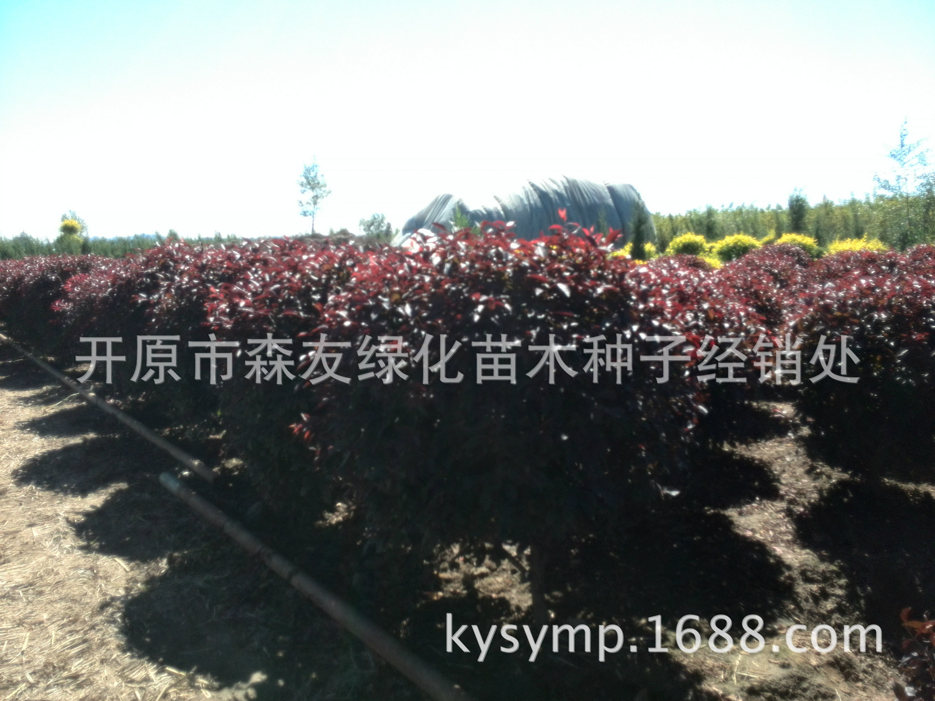 PIC_20131019_150256_48A