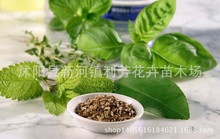 ����ɢ�b�߲˷N�� ��С����N�� ������� ���o���� ��������N��
